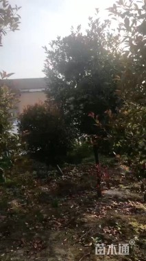 16公分红叶石楠