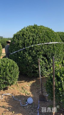 冠幅240厘米大叶黄杨球