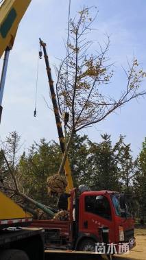 12公分嫁接银杏