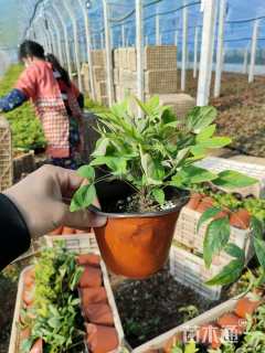 高度22厘米火焰南天竹