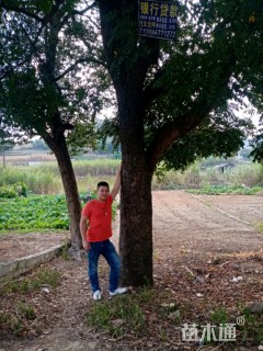 52公分复羽叶栾树