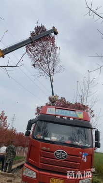 15公分美国红枫-十月光辉