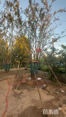 10公分(5杆)丛生朴树