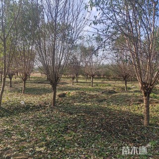 13公分青叶碧桃