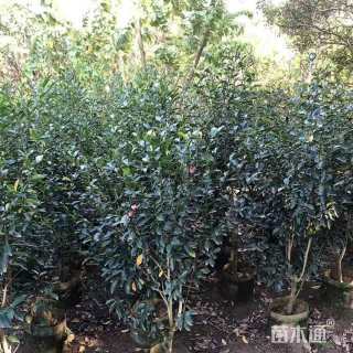 高度100厘米含笑