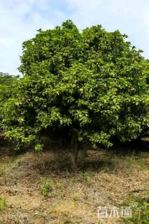 高度450厘米丛生桂花