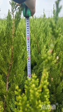 高度50厘米龙柏