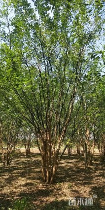 高度600厘米丛生国槐