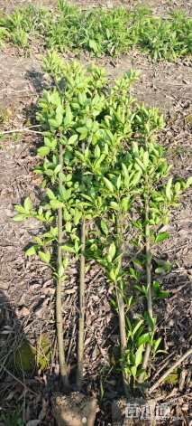 高度150厘米法国冬青