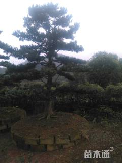 28公分造型罗汉松