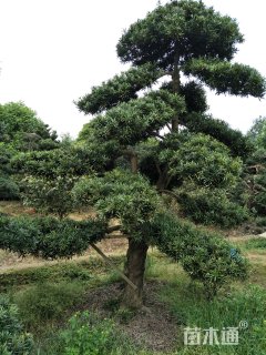 20公分造型罗汉松