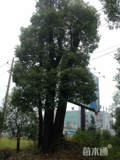 100公分丛生香樟