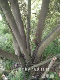 75公分多杆朴树