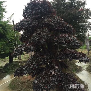 1200厘米造型红花继木桩