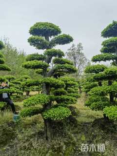 20公分造型榆树