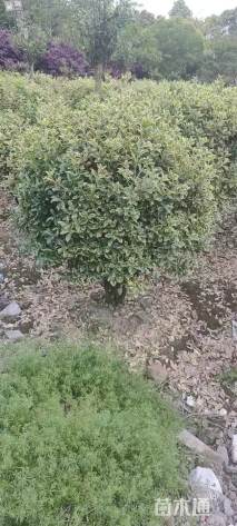 冠幅150厘米金边黄杨球