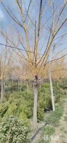 8公分金枝槐