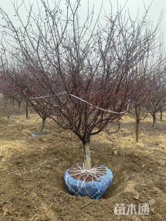 10公分亚当海棠