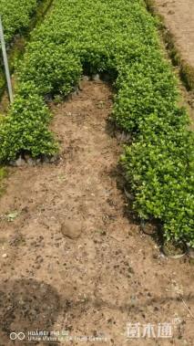 高度30厘米夏鹃小苗