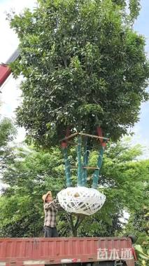 8公分(4杆)丛生香泡