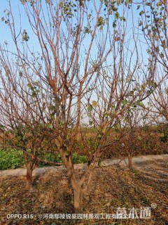 14公分杏树