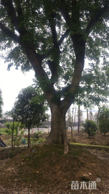 65公分朴树
