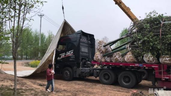 14公分高杆阳光樱