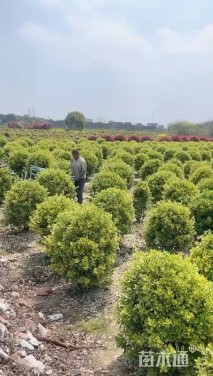 冠幅200厘米金边黄杨球