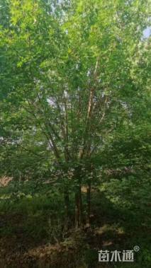 高度600厘米丛生五角枫