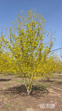 20公分金叶白蜡