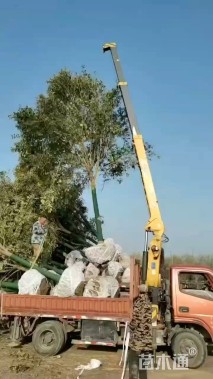 12公分大叶女贞