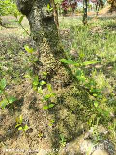 高度350厘米蜡梅