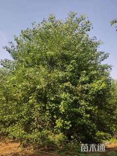 12公分(5杆)丛生乌桕
