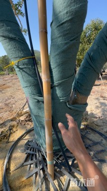 高度500厘米(4杆)丛生红