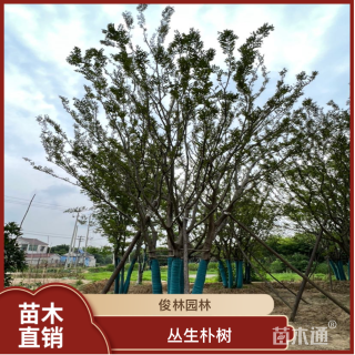 14公分(5杆)丛生朴树