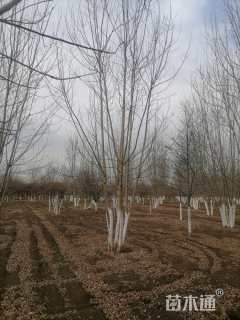 高度800厘米丛生白蜡