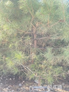 高度2000厘米油松