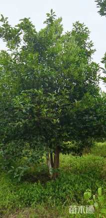 45公分(3杆)丛生香泡