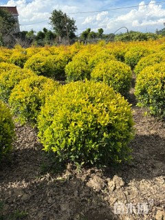 高度80厘米黄金枸骨球