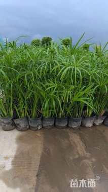 高度40厘米旱伞草