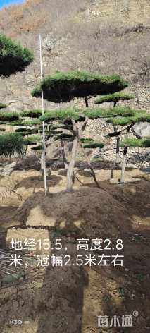 高度300厘米油松