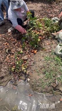 50公分红叶石楠