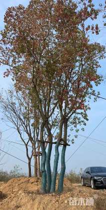 120公分(5杆)丛生乌桕