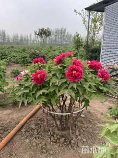 高度200厘米牡丹