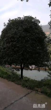 20公分状元红桂花