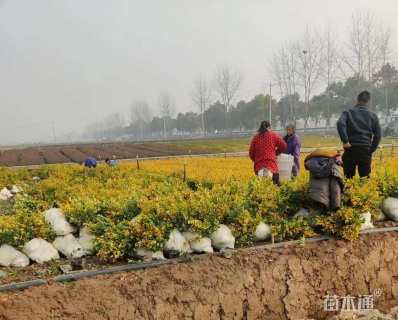 高度50厘米金森女贞