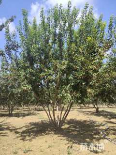 高度900厘米丛生白蜡