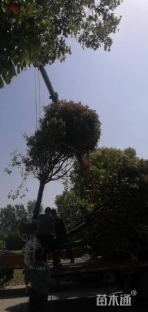 15公分红叶石楠