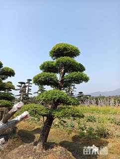 38公分造型榔榆