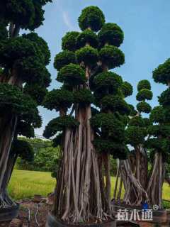 高度800厘米造型小叶榕